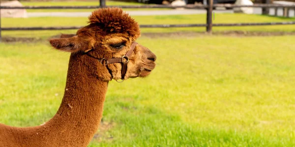 Egy barna Alpaca fej, panorámával. Egy zöld mezőn, virágokkal. Fa kerítés. Szelektív fókusz a fehér alpaka fejre. Hosszú fedél, web banner — Stock Fotó