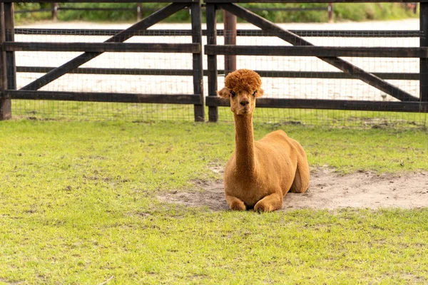 Um branco, marrom, alpaca encontra-se na grama verde. Curiosos animais engraçados no prado. Lã de cores diferentes. Temas curiosos, suaves e animais — Fotografia de Stock