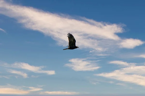 Mäusebussard im Flug mit ausgebreiteten Flügeln, mit spektakulärem, dramatischem blau-weißem Himmel. bunt, ein Tier, Hintergrund, Tierthemen — Stockfoto