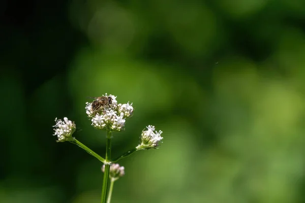 꿀벌은 흰 꽃에서 꽃가루를 모은다. 부드러운 녹색 배경. 여름, 야생화, 평온 함, 평온 함 — 스톡 사진