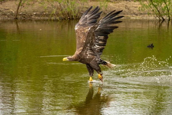 En jakt på europeisk örn gör landningen ovan vatten, träd i bakgrunden. Tar bytet i sjön med klorna. Detalj, fisk, imponerande — Stockfoto