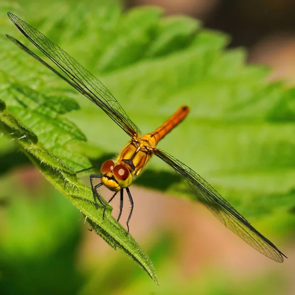 Een Gele Rode Libel Met Uitgestrekte Vleugels Een Groen Blad — Stockfoto