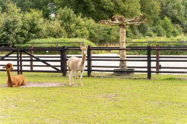 Yeşil bir çayırda iki Alpaka. Çitlerle çevrili bir alan. Yazın, arka planda yeşil çit ve ağaçlar. Hayvan teması. Seçici odak.