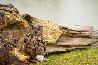 Yuvalarının dışında vahşi Avrasya Kartal Baykuşları. Anne ve beyaz piliç, bir parça et yiyorlar..