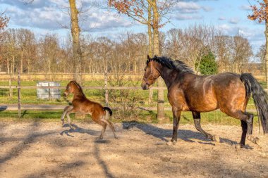 Bir haftalık koyu kahverengi tay dört nala koşuyor ve annesiyle birlikte güneşin altında zıplıyor. Kırmızı halterli kısrak. Sıcak kanlı, KWPN binicilik atı. hayvan teması, yeni doğan