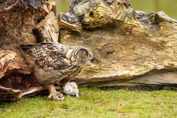 Wild Eurasian Eagle Owls fuera de su nido, en la hierba. El pájaro blanco, digamos días de edad, está sentado entre las piernas de la madre. Se comen un pedazo de carne ensangrentada — Foto de Stock