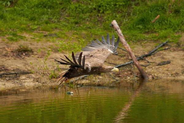 Лысый орлан летит над водной поверхностью зеленого озера в поисках рыбы. Деревья на заднем плане, отражение, детали — стоковое фото