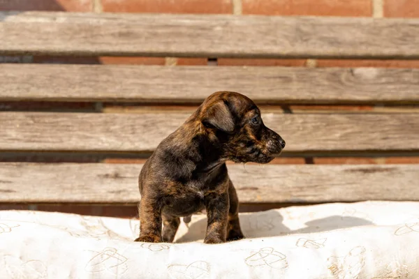 Ein einen Monat alter brauner Jack Russell Welpe steht auf einer hölzernen Gartenbank. Zum ersten Mal in der Sonne. Tierthemen, Kopfkissen, selektiver Fokus, Unschärfe — Stockfoto