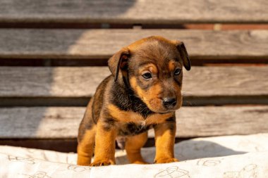 Bir aylık kahverengi Jack Russell yavrusu ahşap bir bahçe bankında oturuyor. Güneşin altında ilk kez. Hayvan teması, yastık, Seçici Odak, Görüntü
