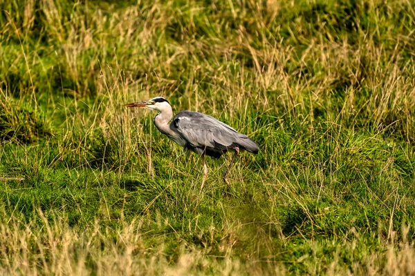 Un héron gris détaillé marche dans l'herbe verte. Thèmes animaux, arrière-plan, copier-espace — Photo