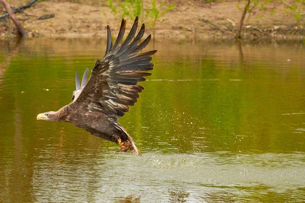 Uma águia europeia de caça faz a aterrissagem acima da água, árvores no fundo. Agarra a presa no lago com as suas garras. Detalhe, peixe, impressionante — Fotografia de Stock