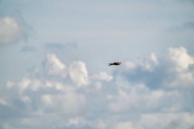 Kanatları açık uçan şahin, olağanüstü, dramatik mavi ve beyaz gökyüzü. Bulutlar, bir hayvan, arka plan, hayvan teması
