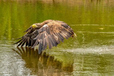 Avcı bir Avrupa kartalı suyun üzerine iniyor, arka planda ağaçlar var. Avını pençeleriyle gölde yakalar. Detaylar, balıklar, etkileyici.