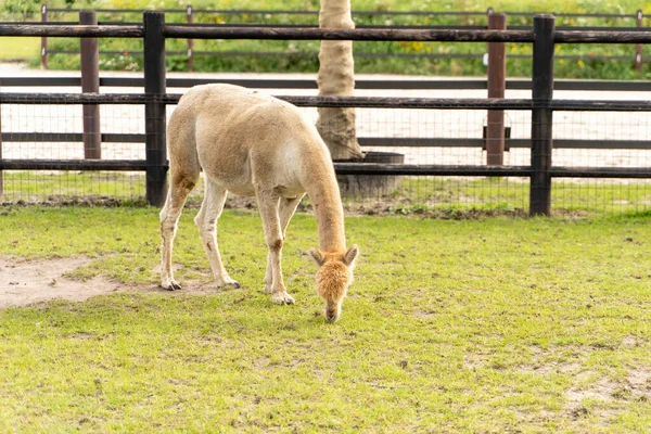 Yeşil çayır üzerinde beyaz bir alpaka. Çayır üzerindeki tuhaf hayvanlar. Farklı renkte yün. İlginç, yumuşak, hayvani temalar