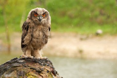 Vahşi Avrasya Kartalı Baykuşu yağmur altında bir ağaç gövdesinin üzerinde oturuyor. Kırmızı gözlü, altı haftalık yırtıcı kuş. Yağmur damlaları, yağmurlu hava.