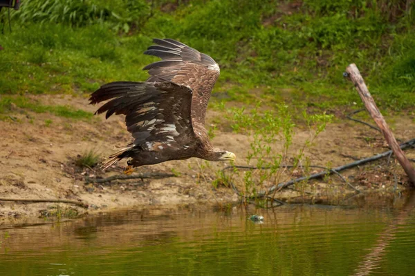 Hunting Bald Eagle Flies Water Surface Green Lake Search Fish — Stock Photo, Image