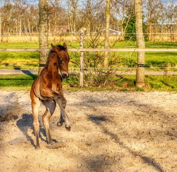 Poulain Brun Foncé Lève Galope Dans Arène Extérieure Amuser Soleil — Photo