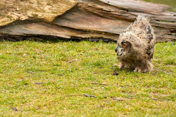 Wild Eurasian Eagle Owl walks outside in front of a tree trunk in the rain. Red-eyed, six-week-old bird of prey. raining, raindrops rainy weather