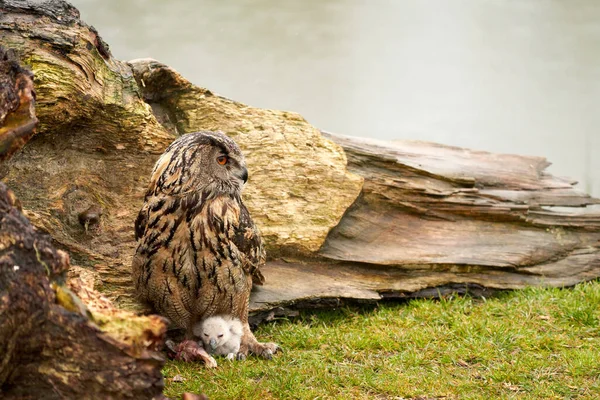 Wild Eurasian Eagle Owls fuera de su nido. Madre y polluelo blanco, comen un pedazo de carne — Foto de Stock