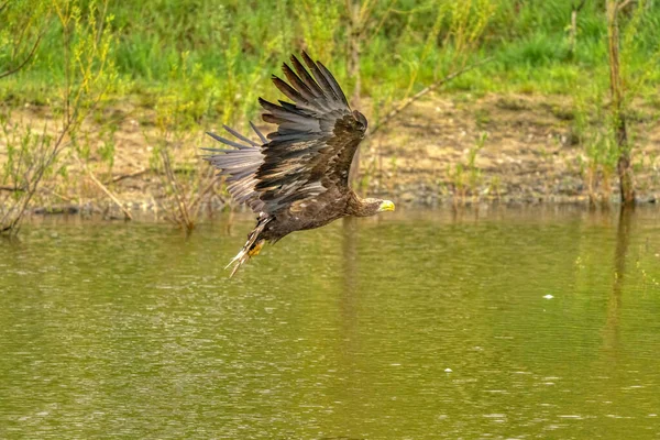 En skallig örn flyger över vattenytan på en grön sjö på jakt efter fisk. Träd i bakgrunden, reflektion, detalj — Stockfoto