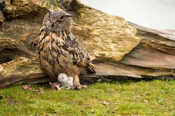 Wild Eurasian Eagle Owls outside their nest. Mother and white chick, they eat a piece of meat Stock Image