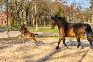 Bir haftalık koyu kahverengi tay dört nala koşuyor ve annesiyle birlikte güneşin altında zıplıyor. Kırmızı halterli kısrak. Sıcak kanlı, KWPN binicilik atı. hayvan teması, yeni doğan.