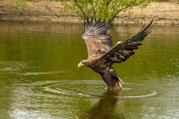 A hunting European eagle makes the landing above water, trees in the background. Grabs the prey in the lake with its claws. Detail, fish, impressive.