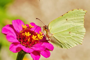 Pembe Zinnia çiçeğinin üzerindeki kelebek açık renkli bulanık bokeh arkaplanlı. Limon kelebeği detaylarıyla. hayvan temaları.