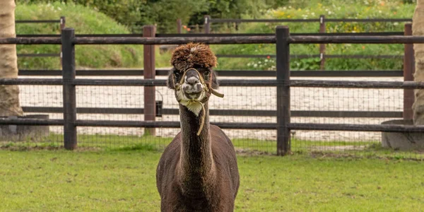 A black Alpaca head, in panorama. In a green field with flowers. Wooden fence. Selective focus on the white alpacas head. Long cover, web banner.