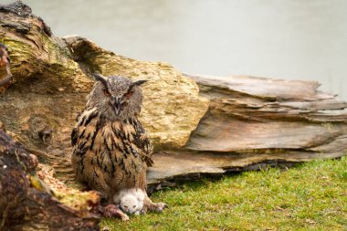 Yuvalarının dışında vahşi Avrasya Kartal Baykuşları. Anne ve beyaz piliç, bir parça et yiyorlar..