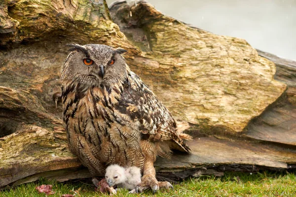 Wild Eurasian Eagle Owls Nest Mother White Chick Eat Piece Royalty Free Stock Images