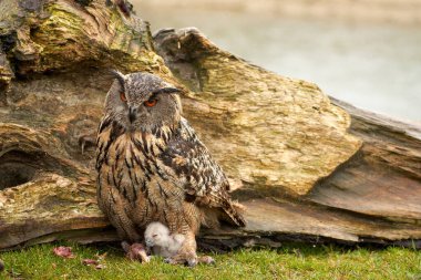 Yuvalarının dışında vahşi Avrasya Kartal Baykuşları. Anne ve beyaz piliç, bir parça et yiyorlar..
