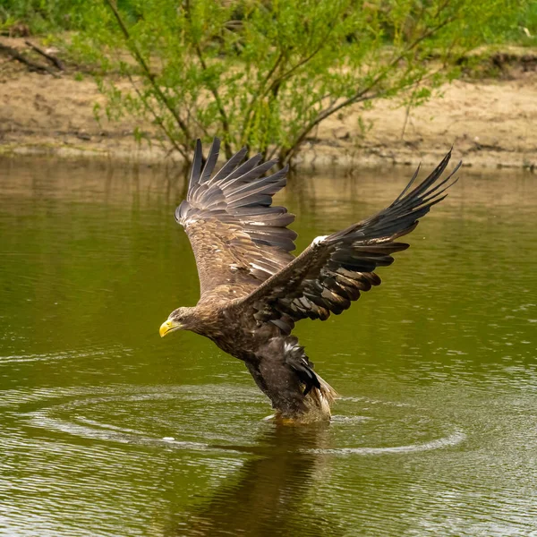 A hunting European eagle makes the landing above water, trees in the background. Grabs the prey in the lake with its claws. Detail, fish, impressive.