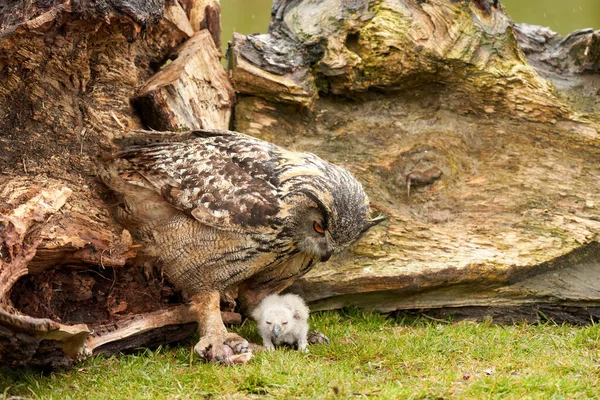 Wild Eurasian Eagle Owls Fuera Nido Hierba Pájaro Blanco Digamos — Foto de Stock