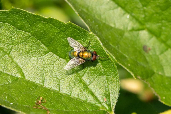 Fly Green Leaf Red Eyes Body Green Yellow Sun Animal — Foto Stock
