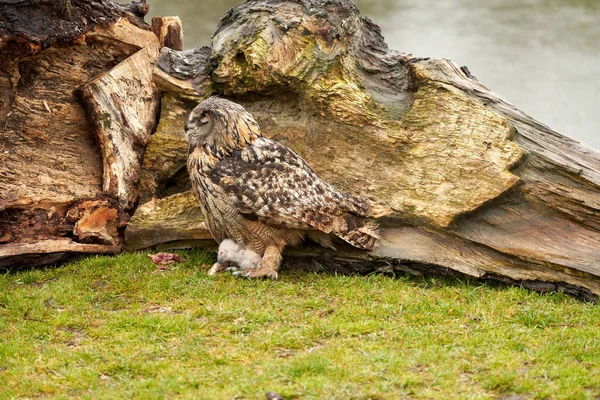 Wild Eurasian Eagle Owls Fuera Nido Madre Polluelo Blanco Comen — Foto de Stock