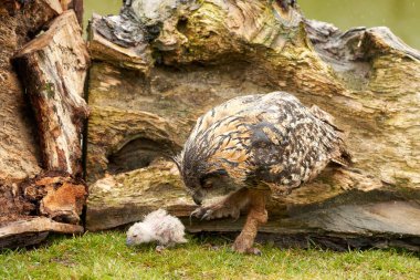 Vahşi Avrasya Kartal Baykuşları yuvalarının dışında, çimlerin üzerinde. Beyazlar, yaşlı kuşun doğayı keşfettiğini söyler..