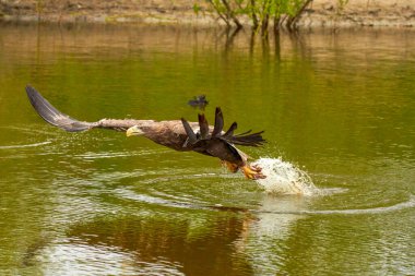 Avcı bir Avrupa kartalı suyun üzerine iniyor, arka planda ağaçlar var. Avını pençeleriyle gölde yakalar. Detaylar, balıklar, etkileyici..