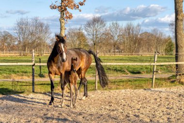 Bir haftalık koyu kahverengi tay dışarıda annesiyle birlikte duruyor. Kırmızı halterli kısrak. Sıcak kanlı, KWPN binicilik atı. hayvan teması, yeni doğan.