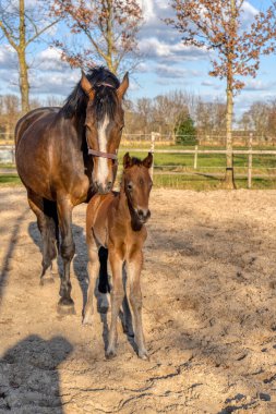 Bir haftalık koyu kahverengi tay dışarıda annesiyle birlikte duruyor. Kırmızı halterli kısrak. Sıcak kanlı, KWPN binicilik atı. hayvan teması, yeni doğan.