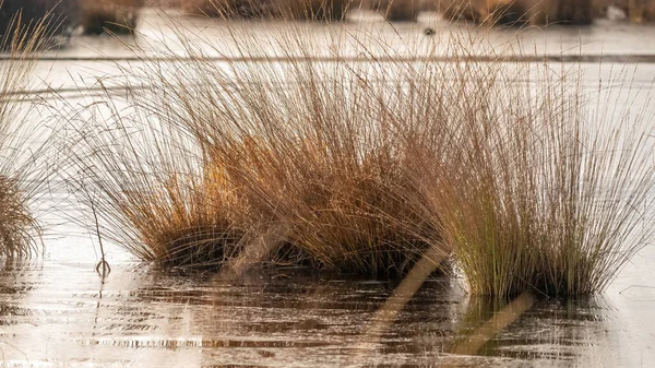 Sfondo Con Colori Dorati Canne Acqua Sensazione Autunnale Riflesso Nell — Foto Stock