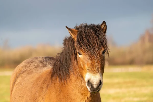 Tête Poney Exmoor Brun Sauvage Contre Ciel Bleu Herbe Dans — Photo