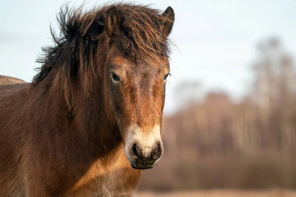 Testa Pony Exmoor Marrone Selvaggio Contro Cielo Blu Nella Riserva — Foto Stock