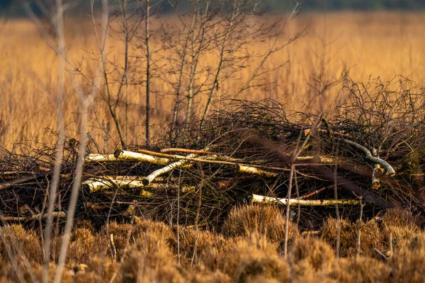 A pile of birch tree branches in the fall, lying in the golden reeds. multicolored leaves in the park. National park, Autumn feeling, background, texture, nature, no people. selective focus.