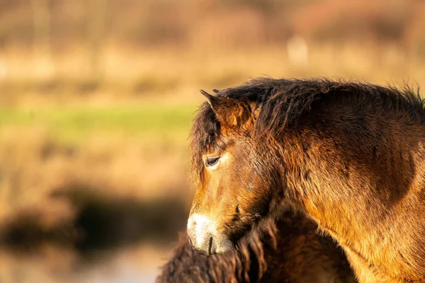 Chef För Vild Brun Exmoor Ponny Mot Blå Himmel Naturreservatet — Stockfoto