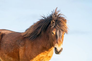 Fochteloo 'daki doğa koruma alanında mavi gökyüzüne karşı vahşi kahverengi bir Exmoor midillisinin başı, kışın sonbahar renkleri. Hollanda 'da. Seçici odak.