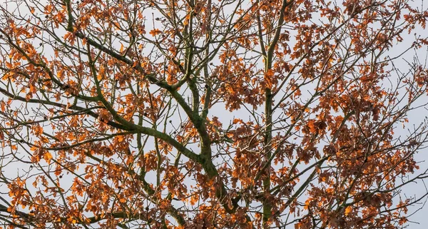 Parte Uma Árvore Com Folhas Multicoloridas Parque Sentimento Outono Fundo — Fotografia de Stock
