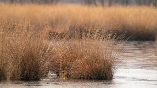 Sfondo Con Colori Dorati Canne Acqua Sensazione Autunnale Riflesso Nell — Foto Stock