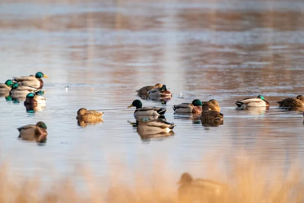 Large Flock Ducks Eats Abandoned Bread Lake Ducks Drakes Swim — Stock Photo, Image