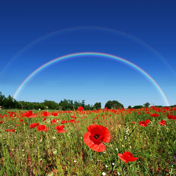 Poppy field rainbow — Stock Photo, Image